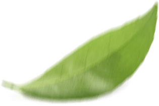 Image of a green leaf